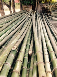 Poteau en bambou vert naturel exportation du Vietnam-matières premières // vacances - Product Image 4