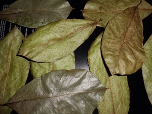 Feuilles de Graviola séchées biologiques/naturelles du Vietnam - Product Image 6