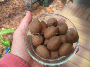 Nuez Ogbono, Nuez Para, Nuez del Paraíso, Nuez Pecana, Seca y Blanqueada, 25 kg - Product Image 5