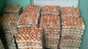 Huevo de gallina de alta calidad, huevo fresco y natural, precio al por mayor, productos de origen animal, huevos - Product Image 2