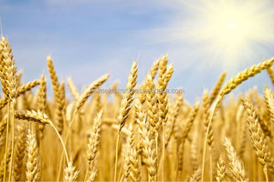 Granulés de paille de blé Halmeko, qualité alimentaire pour animaux, avec farine de maïs, modèle mélange blé-maïs - Product Image 2