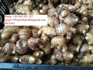 New Crop of Vietnamese <b>Fresh</b> <b>Ginger</b> Exported - Product Image 5