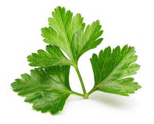 Aceite esencial de cilantro puro 100%, aceite de semilla de Coriandrum Sativum para el cuidado de la piel, masaje, saborizante de alimentos, cáscara de La India, grado crudo de exportación - Product Image 4