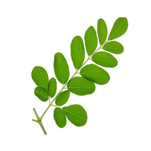 Huile de Moringa 100% Naturelle Certifiée GMP, Pressée à Froid, Forme Liquide, Inde, pour Massage Cutané, Fabricant Direct, Fournisseur en Gros - Product Image 2