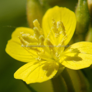Aceite portador de onagra prensado en frío puro y orgánico para saborizar y otros usos, suministro de fábrica con certificación ISO - Product Image 4