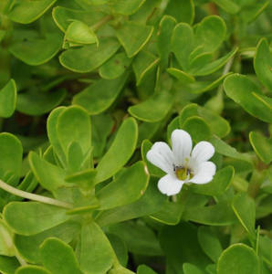 Fhd — fabricant de poudre de rouge à base de plantes, 100% naturelles, Triple amélioration, pour tissage indien - Product Image 2