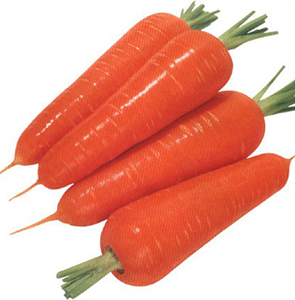 Carottes fraîches à vendre Éplucheur de carottes du Vietnam au PRIX LE MOINS CHER NOUVELLE CULTURE du fournisseur du Vietnam - Product Image 1