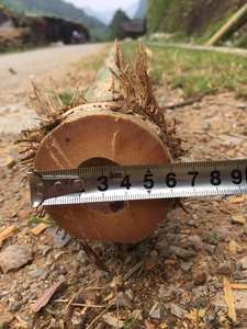 Poteau en bambou pour le jardinage biologique et écologique de la maison - Product Image 5