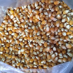 Thức ăn gia súc ngô - Product Image 1