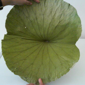 Produit chaud!!! Feuilles de LOTUS séchées du VIETNAM avec un prix compétitif et une qualité STANDARD élevée en 2022 - Product Image 4