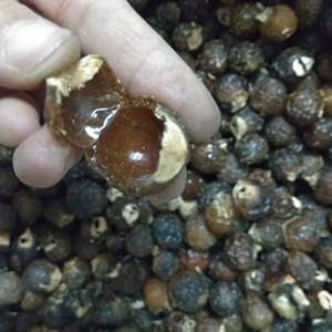 Precio competitivo Soapnuts Liquid/ Soap Nuts/ -Ms: Holiday - Product Image 1