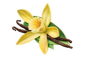 Aceite Esencial Puro de Vainilla Planifolia, Certificado GMP, Aceite de Fragancia para Perfumes, Extraído por Solvente, para Difusor de Aromas, AARNAV GLOBAL - Product Image 4