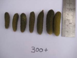 Exportateurs de cornichons fermentés - Product Image 4