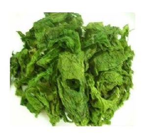 ALGA NATURAL ULVA LACTUCA DE ALTA CALIDAD - Product Image 3