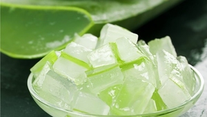 Aloe Vera Nata de Coco Biologique Sans Couleurs Artificielles Prix de Stockage Congelé - Product Image 3