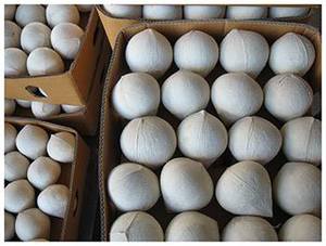 Forma de diamante de coco joven, mejor precio - Product Image 3