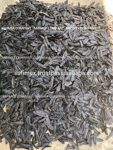 Gleditsia triacanthos Boket Vietnam févier - Product Image 4