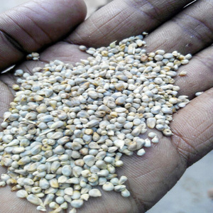 Millet vert indien de qualité supérieure pour l'exportation - Product Image 6