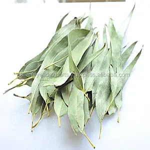Erba di origine indiana polvere di semi di polpa di eucalipto di eucalipto di migliore qualità per cure odontoiatriche e sollievo dal dolore