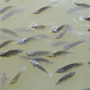 Probiotiques de croissance sous forme de poudre Additif alimentaire pour poissons pour l'aquaculture en Angola - Product Image 3