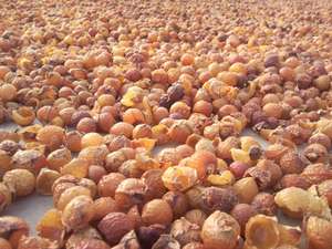 Reeha — poudre de fruits en poudre, 100% Pure, provenant de l'inde - Product Image 2