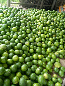 Limón fresco, limón fresco, cítricos verdes - Product Image 4