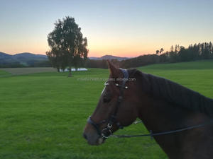 Nirak บังเหียนม้าคุณภาพระดับพรีเมี่ยม - Product Image 3