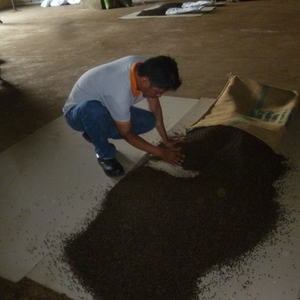 TOP VENTES POIVRE NOIR 570GL 580GL NETTOYÉ 5MM TRÈS BONNE QUALITÉ Vente en gros - Product Image 1