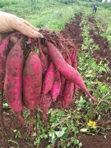 Frais vietnamiens patate douce jaune-Violet patate douce - Product Image 6