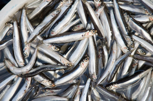 Cabeza de anchoa seca de VIETNAM, para harina de pescado, vacaciones, MS. - Product Image 5