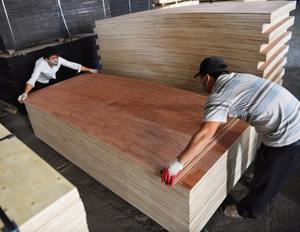 Contreplaqué de bois dur mélangé Eucalyptus Bintangor rougeâtre commercial, face et dos, épaisseur 14,5 mm, émission de formaldéhyde E2, extérieur - Product Image 5