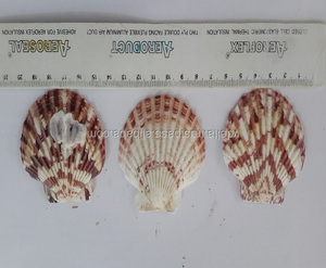 Polvo de Concha Marina - para la Producción de Calcio - Product Image 4