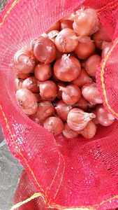 Today's Best Price for ICs <b>Onion</b> in Egypt - Product Image 2