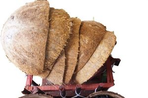 Bol en coquille de noix de coco crue du Vietnam pour le charbon de bois Coquilles de noix de coco brunes - Product Image 4