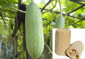 ใยบวบธรรมชาติเวียดนามมาตรฐานส่งออก/ ฮอลิเดย์ 84845639639 - Product Image 5