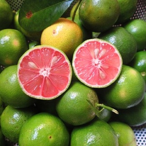 LIMÓN/Lima fresca/Limón fresco de Vietnam con pulpa rosada/limón fresco/sin semillas - Product Image 4