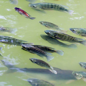 Probióticos de alimento para peces que se hunden, para huevos de pescado y camarón - Product Image 2