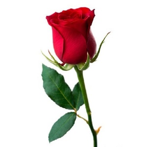 100% Pure Organic Bulgaria Rose (Rosa Damascena) Aceite esencial Destilado al vapor - Product Image 4