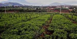 Macadamia al mejor precio - Product Image 5