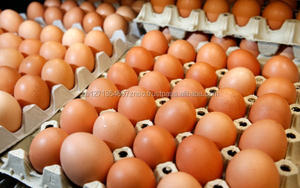 Œufs de poule bruns frais de ferme en gros, prix compétitif pour l'incubation alimentaire, Afrique du Sud, service OEM/ODM, durée de conservation de 6 mois - Product Image 3
