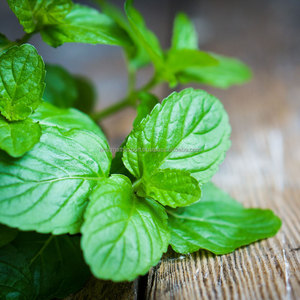 Organic Peppermint Hydrosol Moisturizing Skincare Facial Care 100% Natural Plant Extract pure mint hydrosol Wholesale - Product Image 2