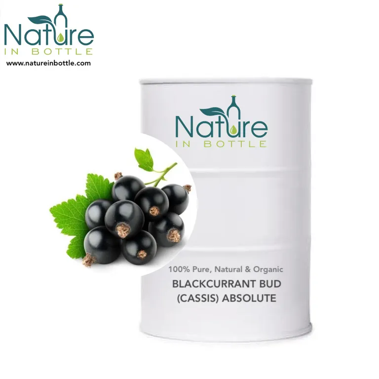 Blackcurrant कली तेल | कैस्सिस तेल | Ribes nigrum तेल-100% शुद्ध और प्राकृतिक निरपेक्ष आवश्यक तेलों-थोक थोक मूल्य