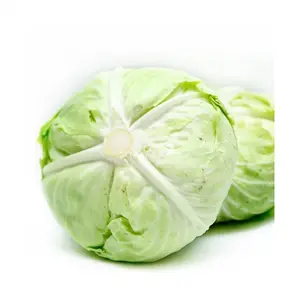 High quality fresh wholesale round cabbage