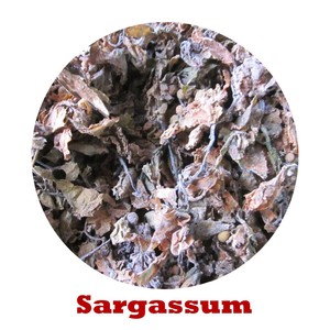 สาหร่ายแห้งจากเวียดนามจากเวียดนาม /ms.jessi - Product Image 3