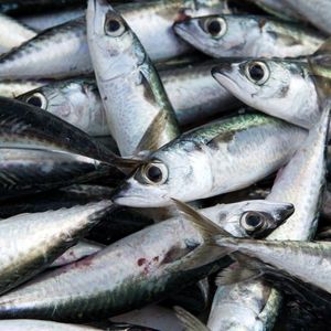 Water <b>Feed</b> Additives for Red Tilapia Fish Farming in Mexico - Product Image 4