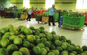 Miel pomelo fruta/pomelo rosa en 2020 - Product Image 3