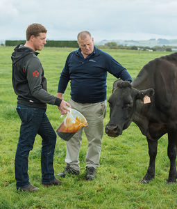 Mélasse liquide en vrac au meilleur prix/mélasse à sangle noire - Product Image 6