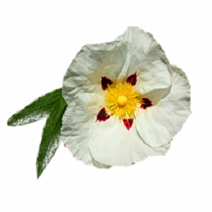 Huile essentielle de Labdanum Pure et naturelle, approvisionnement d'usine 100% huile essentielle de Labdanum biologique Pure pour l'aromathérapie - Product Image 4