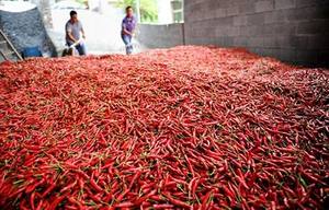 CHILE PICANTE CONGELADO COLOR ROJO ALTA CALIDAD 2022 - Product Image 3