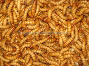 Mejor Gusano de Harina Amarillo 2021, Origen AL, Larga Vida Útil - Product Image 5